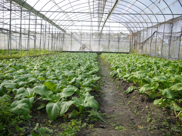 明園農場酸菜標題圖片