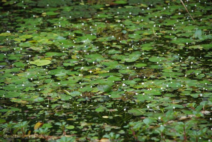 八張犁龍潭杏菜標題圖片