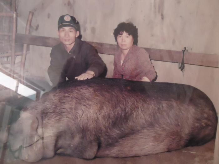 張如德曾玉花夫婦畜神豬標題圖片