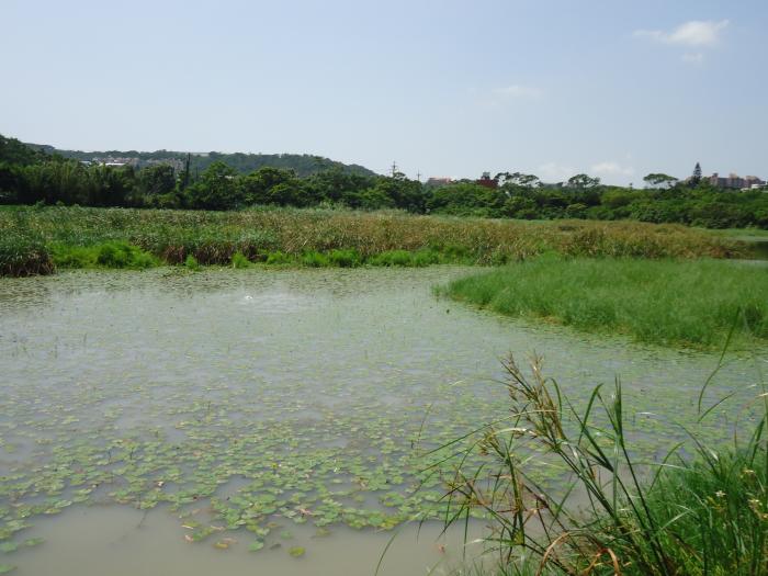 大坑缺台灣萍蓬草標題圖片