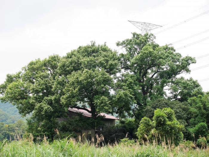 茅子埔大楓樹標題圖片