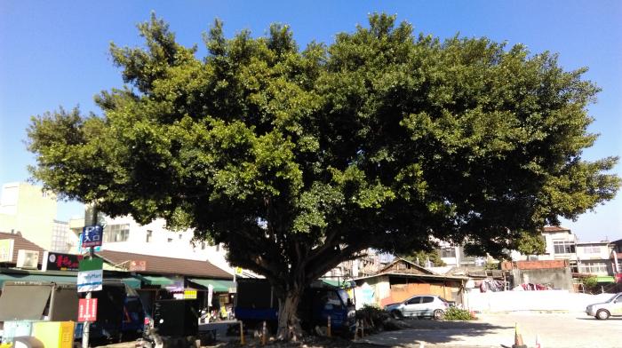 龍潭派出所老榕樹標題圖片