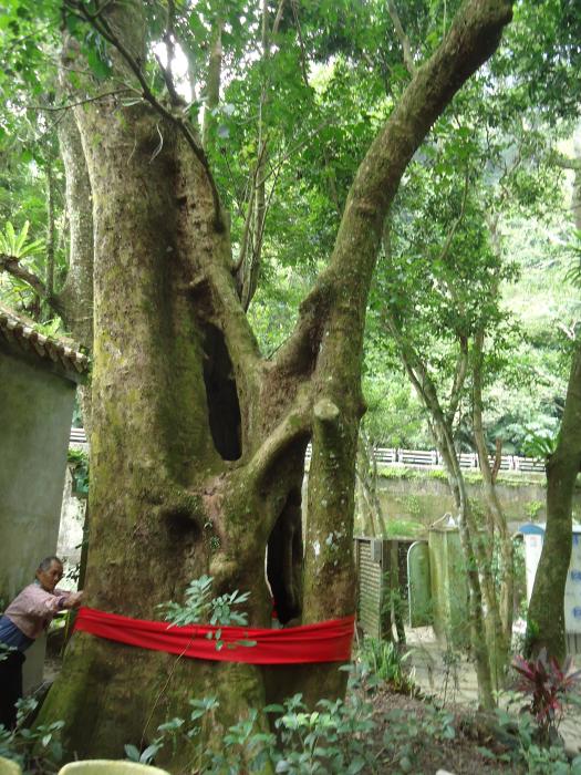 藤坪老茄苳樹標題圖片