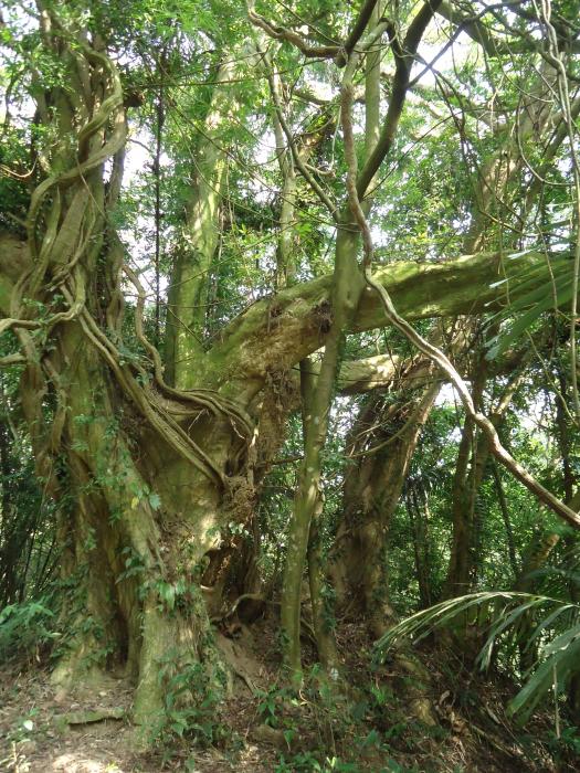 八寮老山埔姜標題圖片
