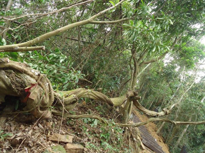 藤坪鴨腱藤標題圖片