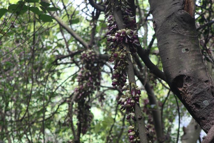 藤坪血藤標題圖片