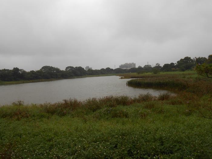 湧安里徐屋陂塘標題圖片
