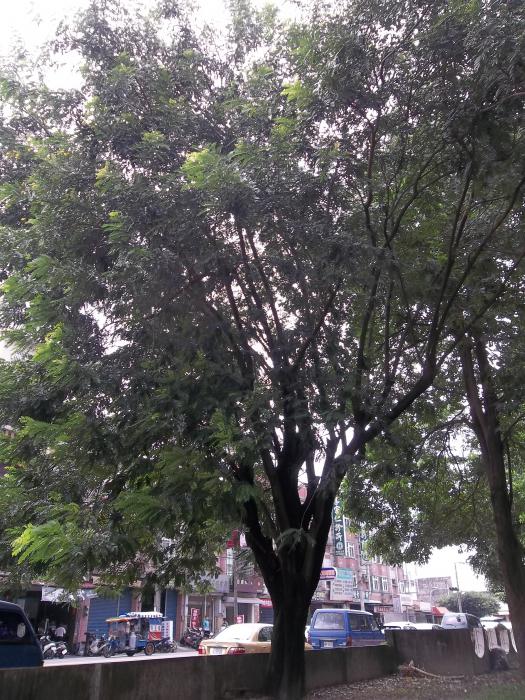 內埔村內埔國小百年鐵刀木標題圖片