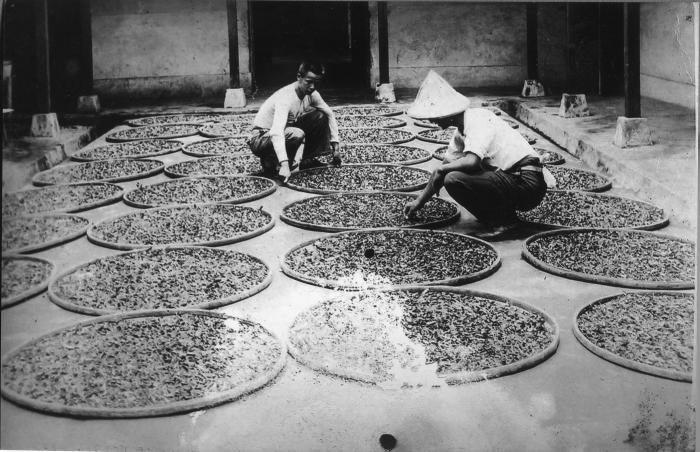 日本時代北埔瑞昌茶工廠披茶標題圖片