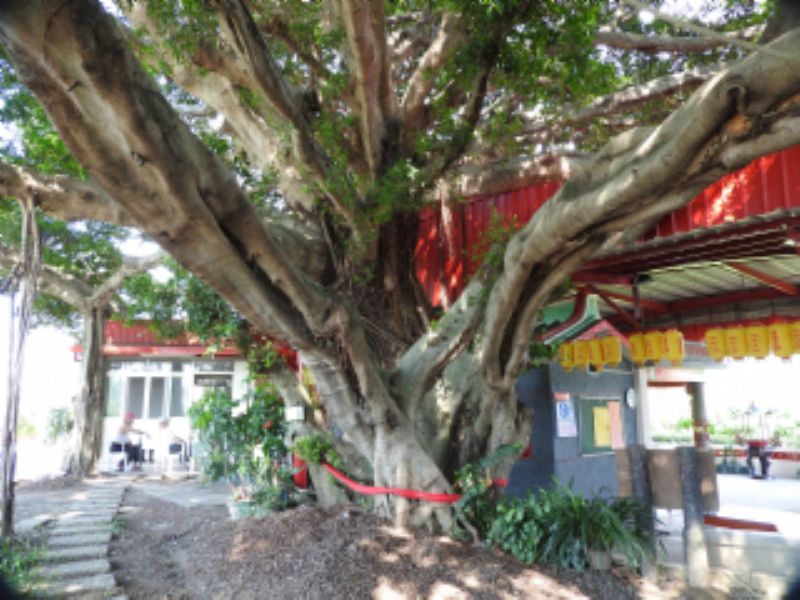 上南坑水尾老榕樹標題圖片