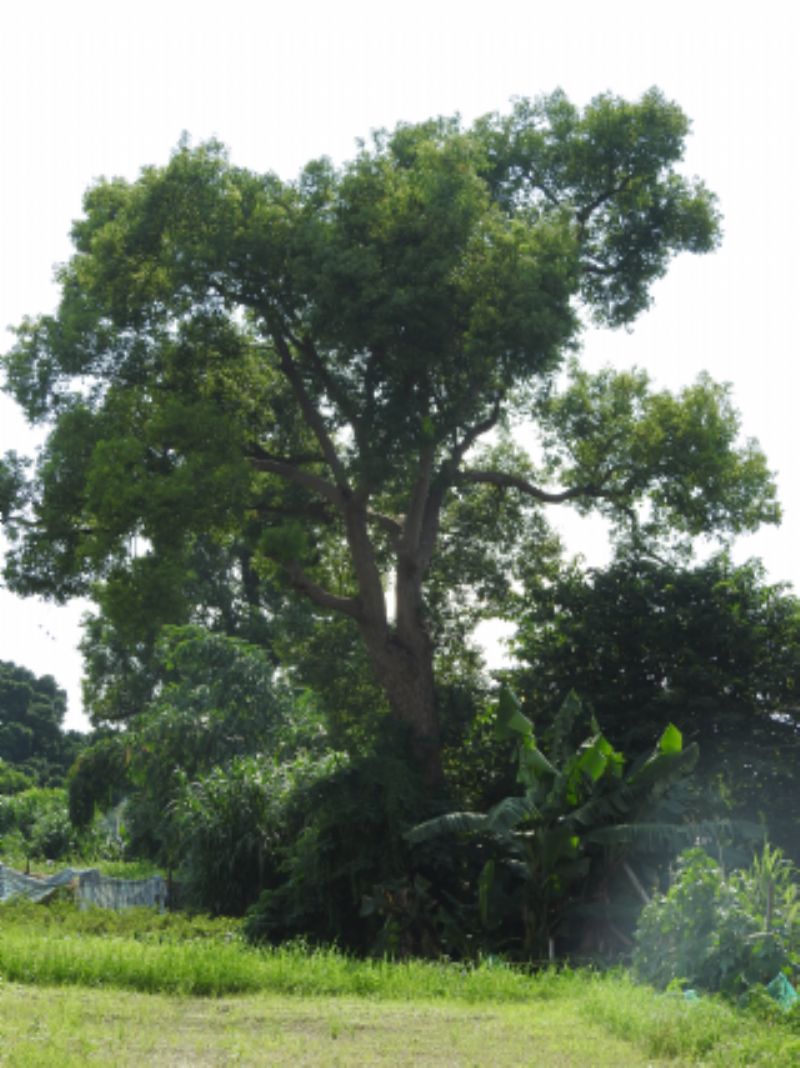 上南坑水尾老樟樹標題圖片