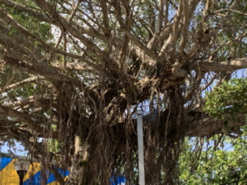 三義鄉勝興村勝興車站老榕樹標題圖片