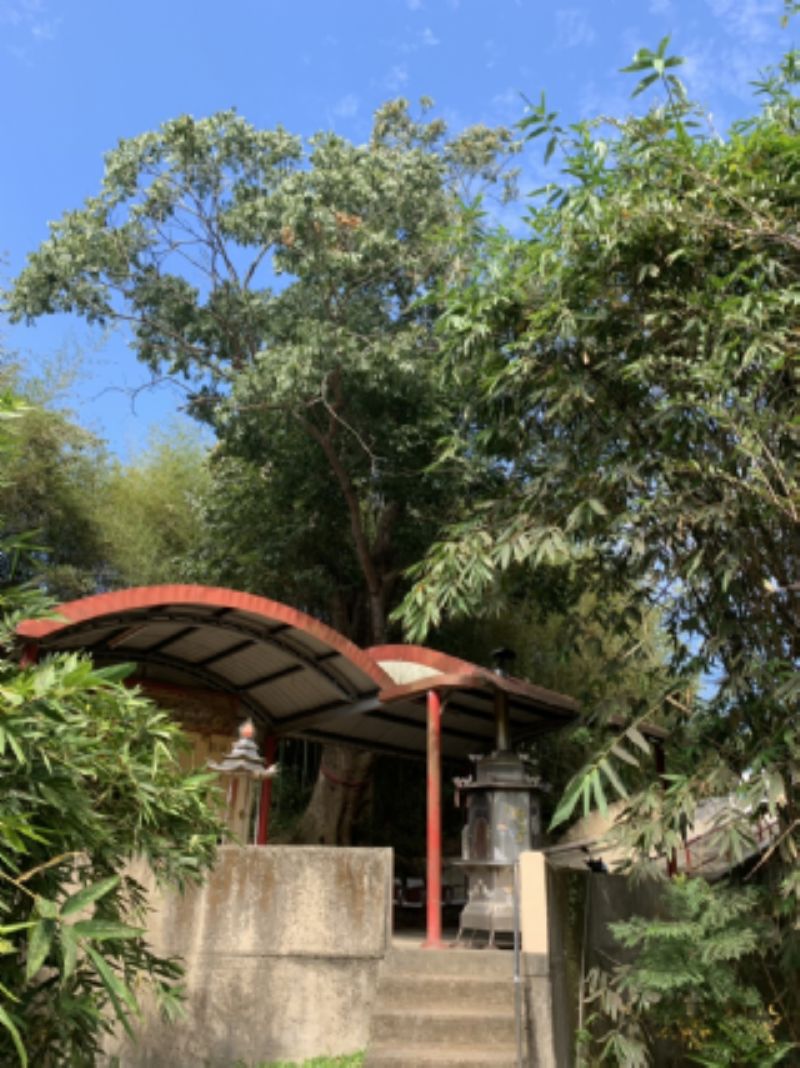 三義鄉勝興村水美庄無患子樹標題圖片