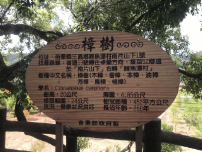 南片山下老樟樹標題圖片