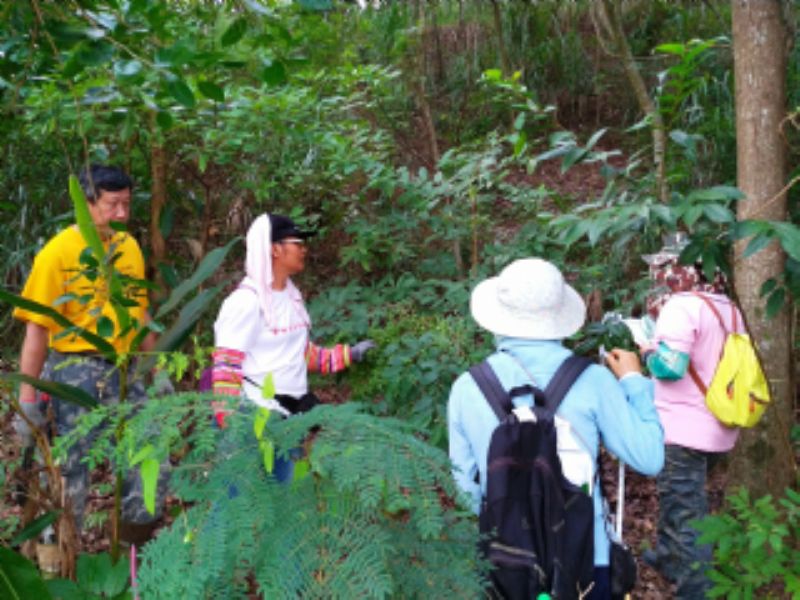 甲仙350高地生態園區標題圖片