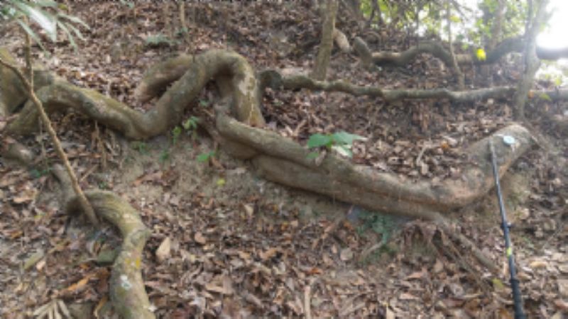 月光山厚殼鴨腱藤標題圖片