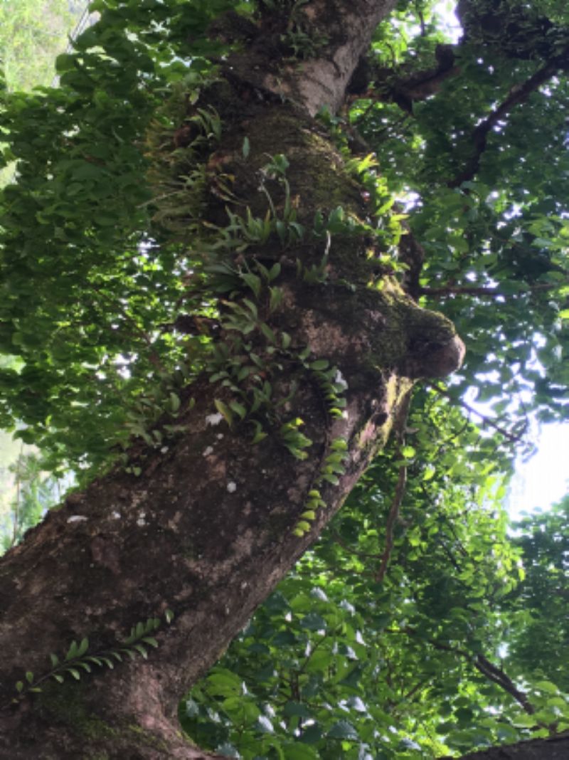 內寮老茄苳標題圖片