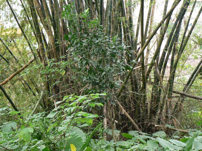 刺竹標題圖片
