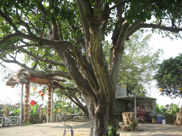 泰山村中埔公廨廟刺桐樹標題圖片