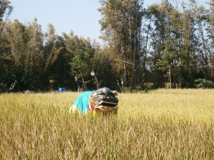 劉文珍客家獅陣標題圖片