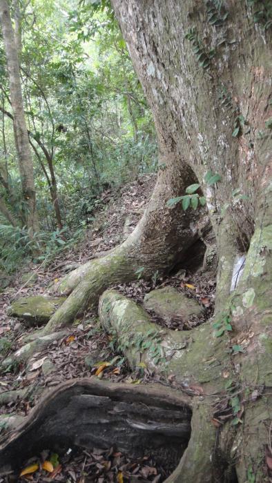 瑞峰黃屋樹伯公標題圖片