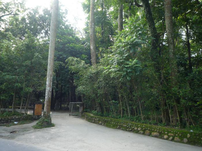 熱帶母樹林標題圖片
