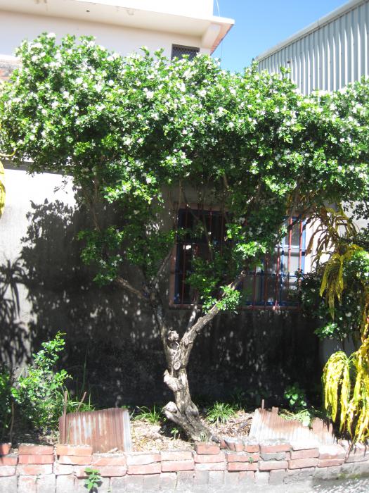 東埔庄戴屋夥房七里香標題圖片