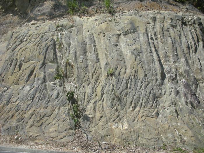 桂竹林層標題圖片