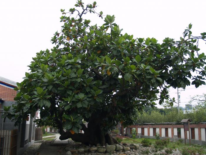 土牛劉屋老夥房百年麵包樹標題圖片