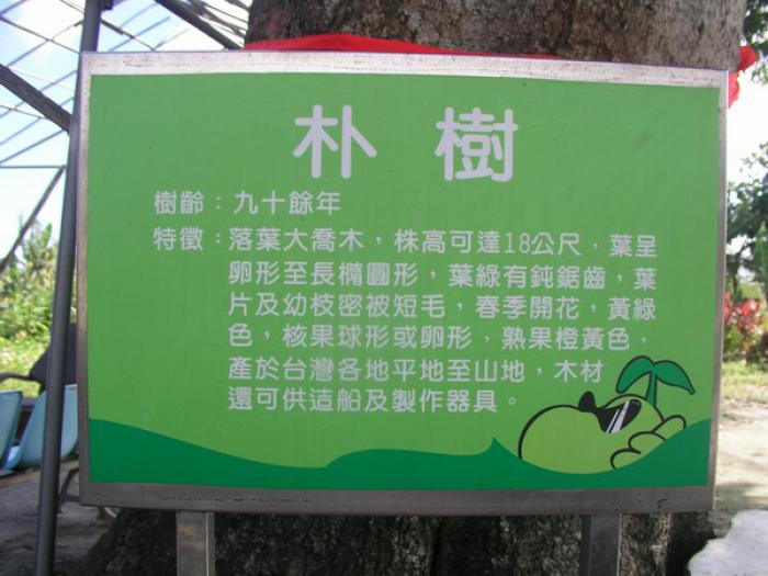 朴樹（南昌土地公廟旁）標題圖片