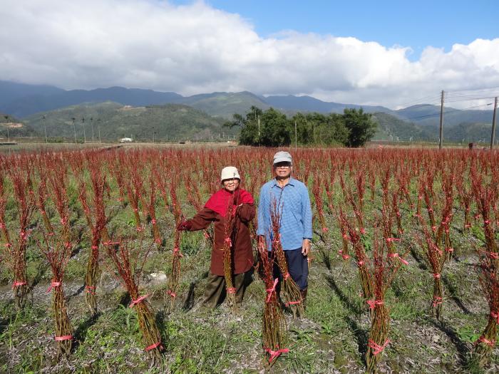 「銀柳之父」邱坤木銀柳種植技術標題圖片