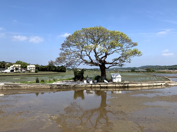 田心伯公標題圖片