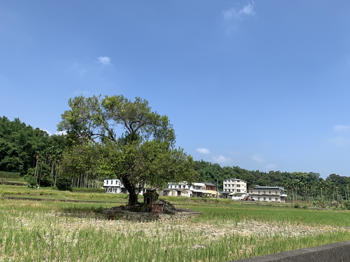 田心/田中央伯公標題圖片