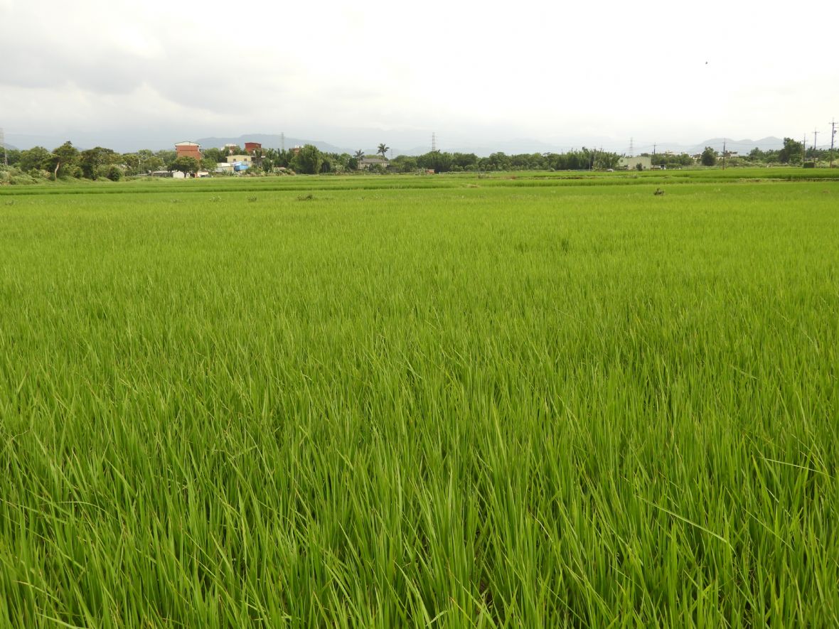 大溪客庄的稻田