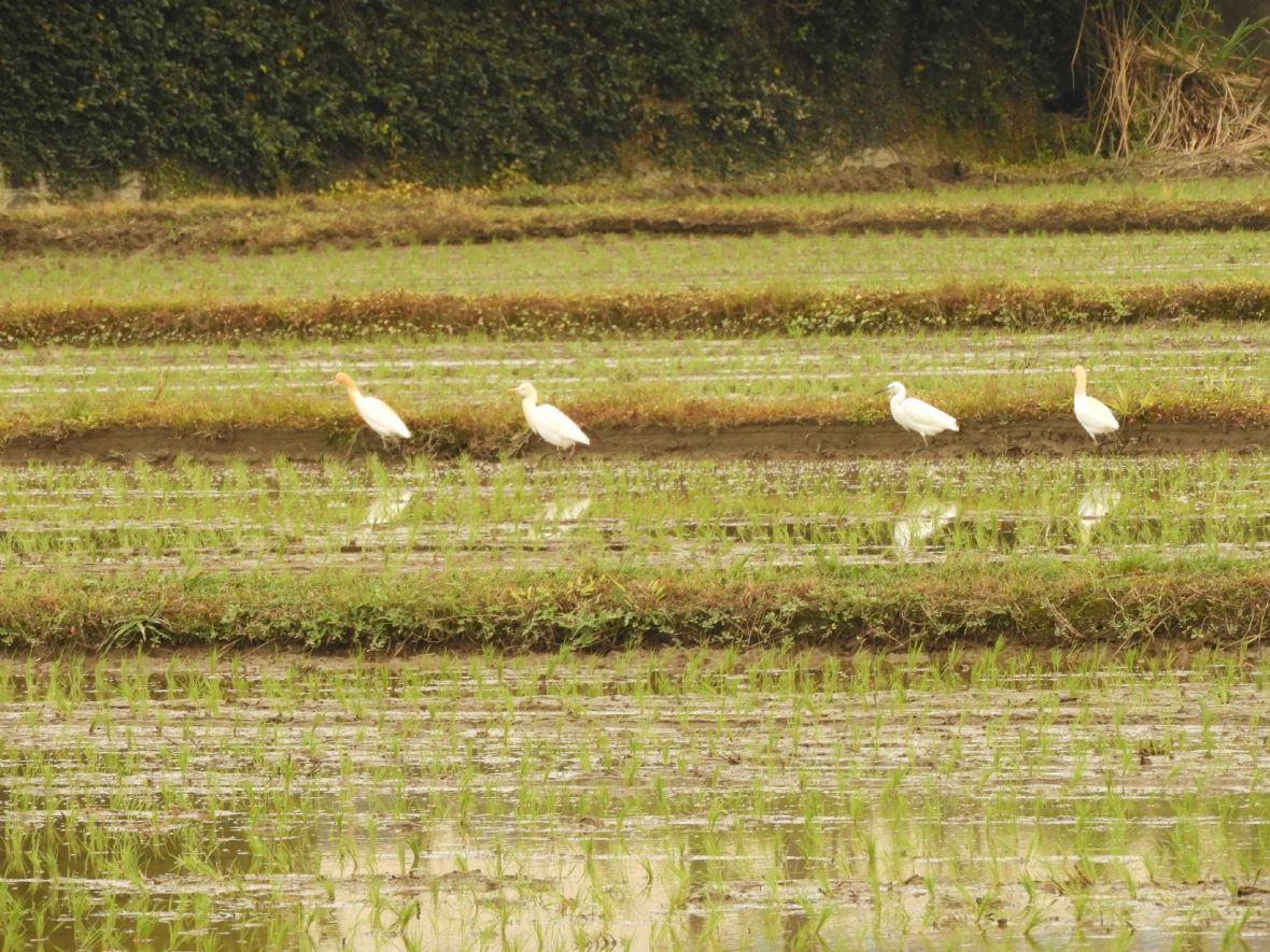 大溪稻田中的黃頭鷺