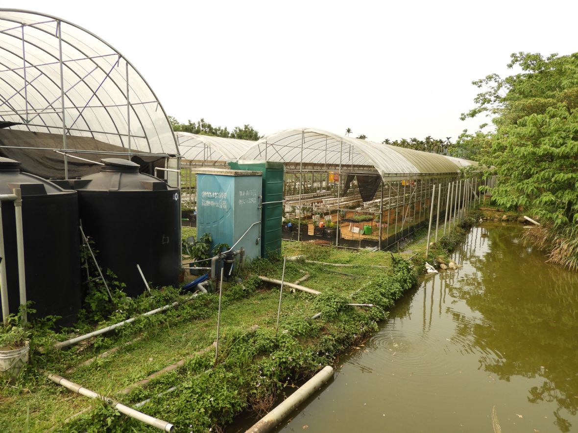 大溪的網室栽培