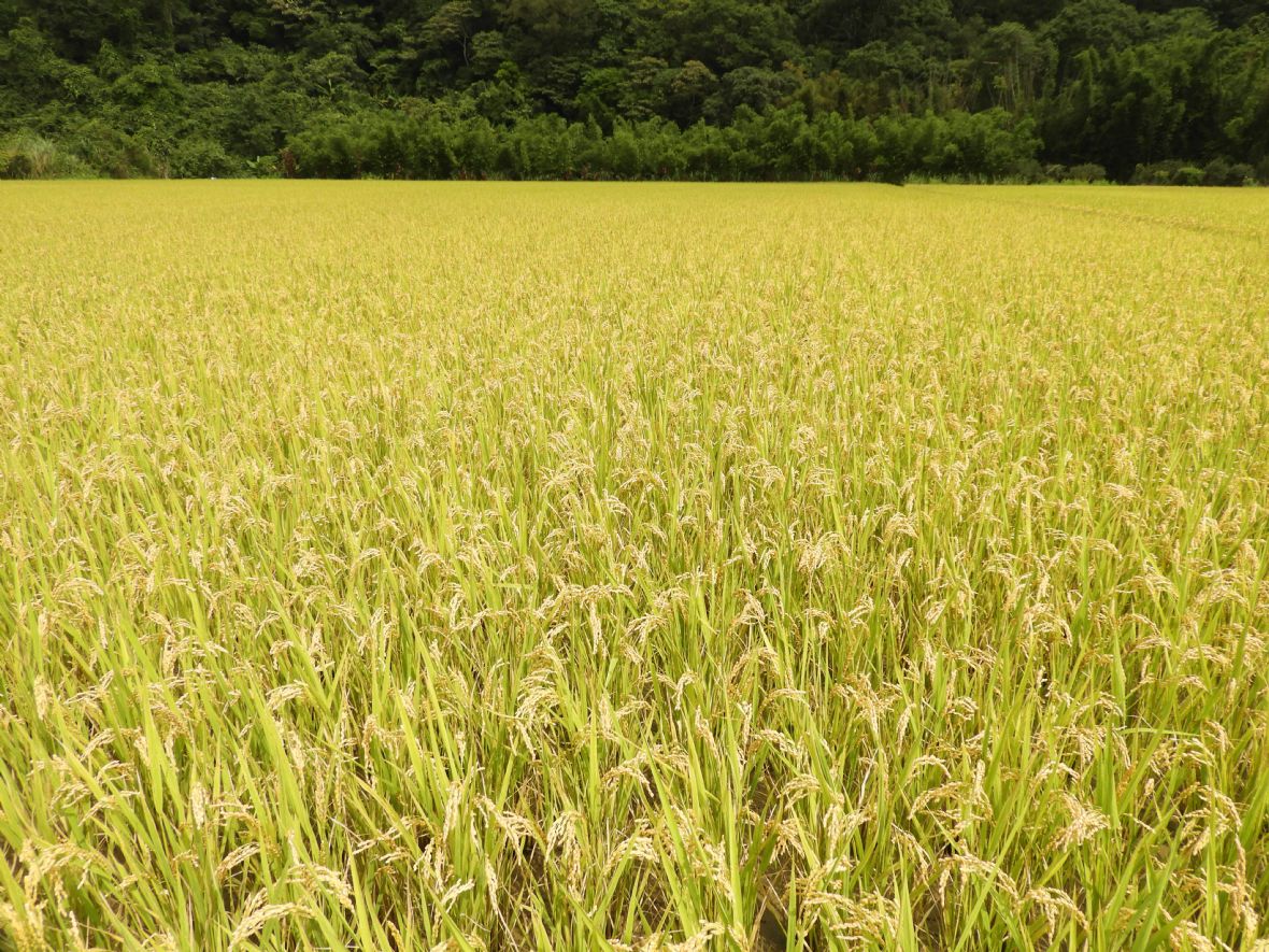 稻作一直都是大溪的主產業