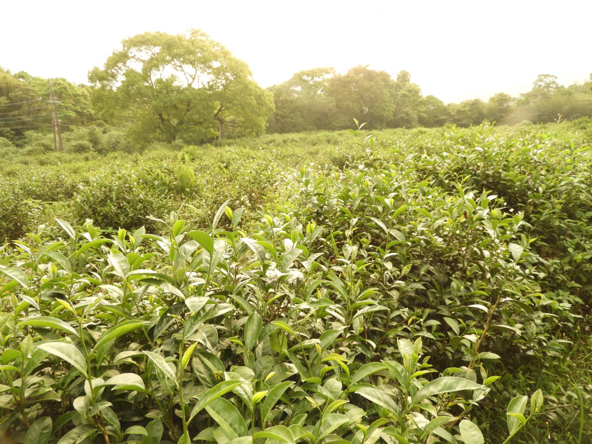 大溪二層坪茶園