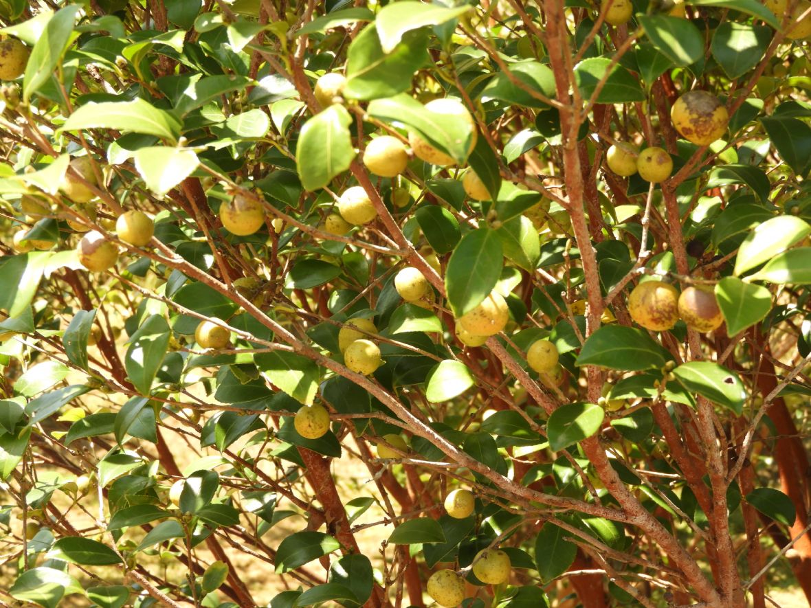 大溪油茶樹園的油茶果實