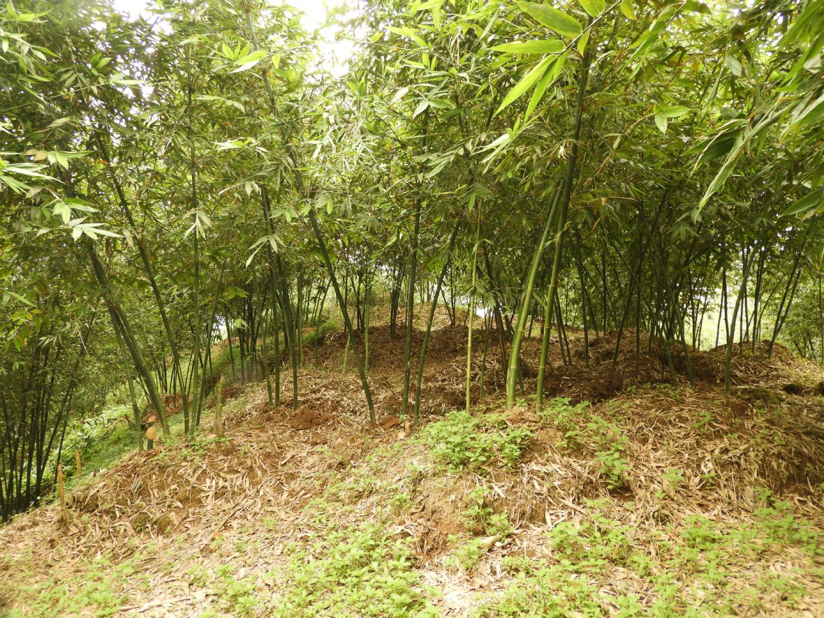 大溪復興山區的綠竹