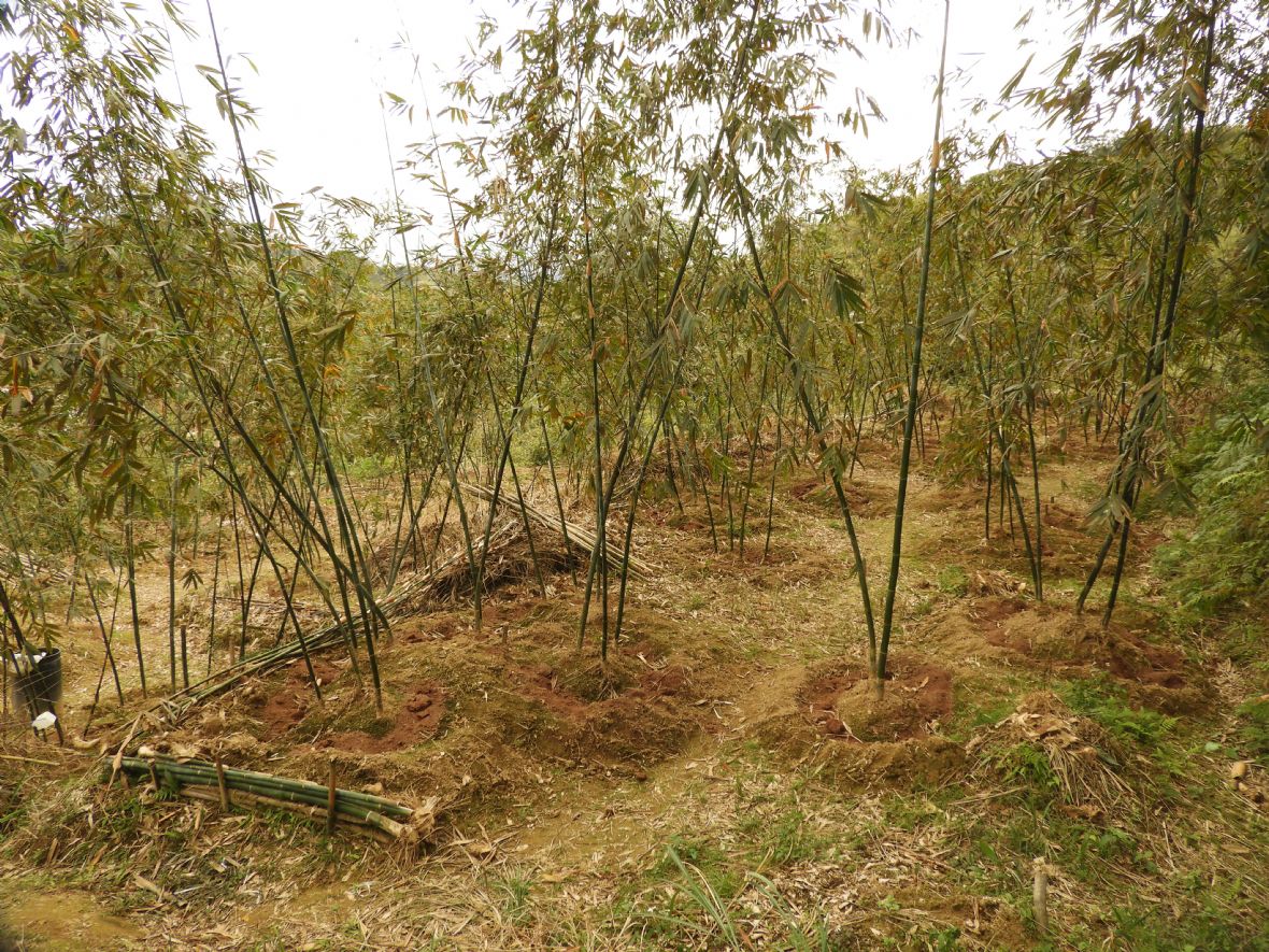 大溪新峰山區的綠竹