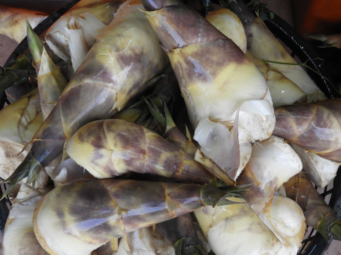 大溪山區的的綠竹筍