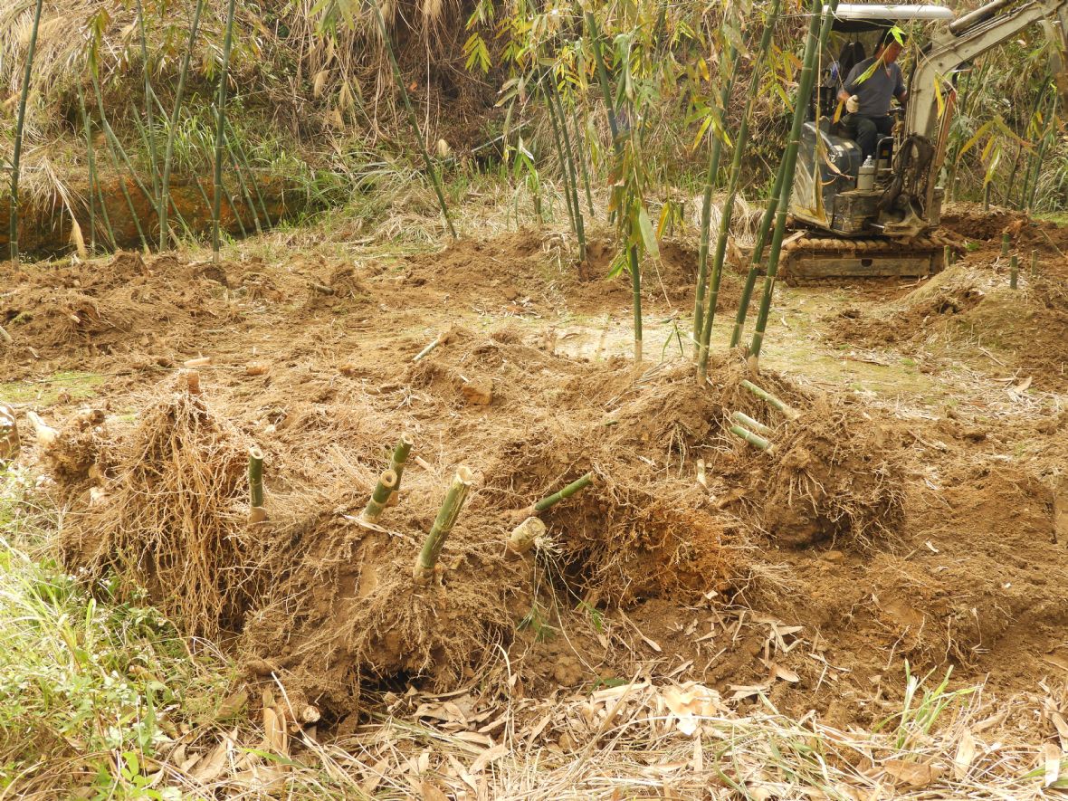 綠竹的竹稈太密集時需進行砍稈疏莖