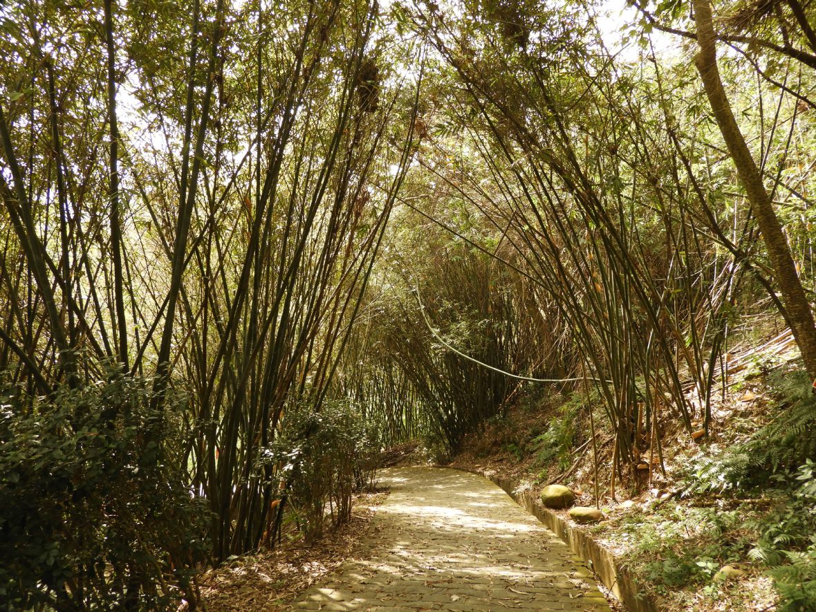 古道沿途茂密的竹林