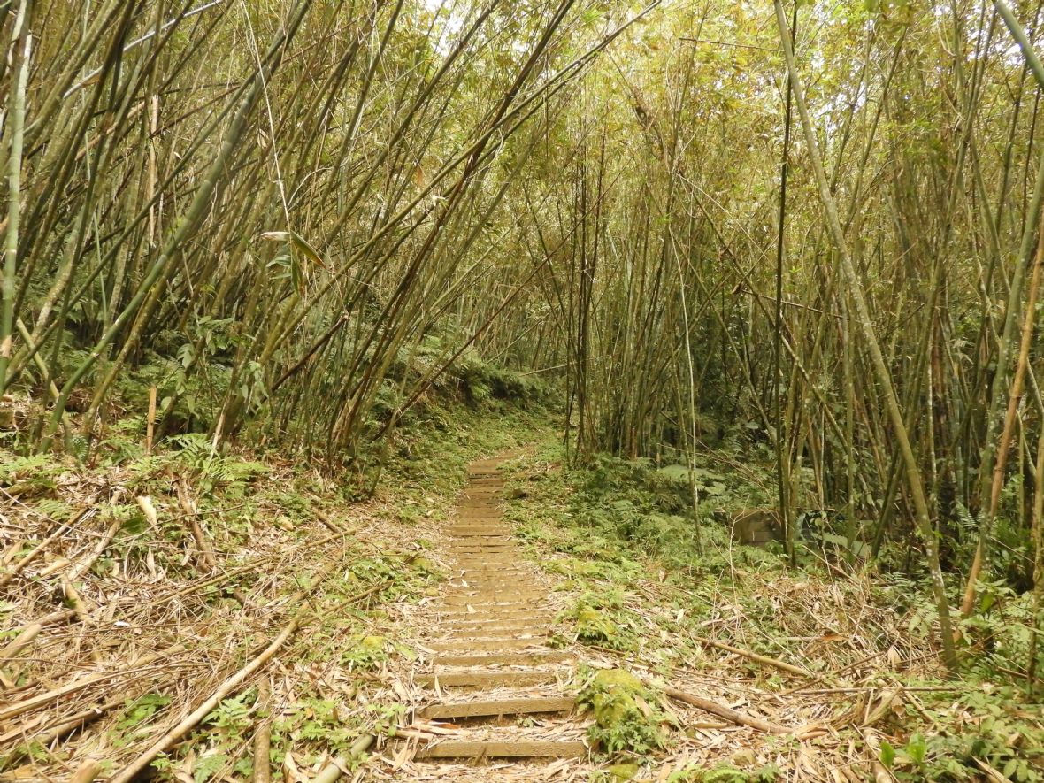 大艽芎古道南段的木板土階步道