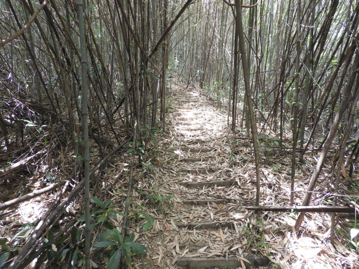 湳仔溝古道東段的木板土階步道