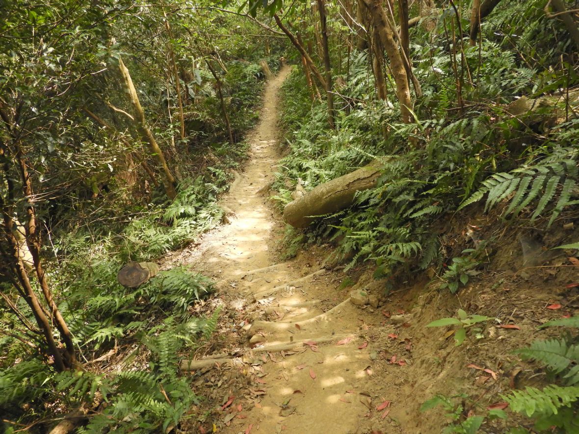湳仔溝古道西段多為泥徑