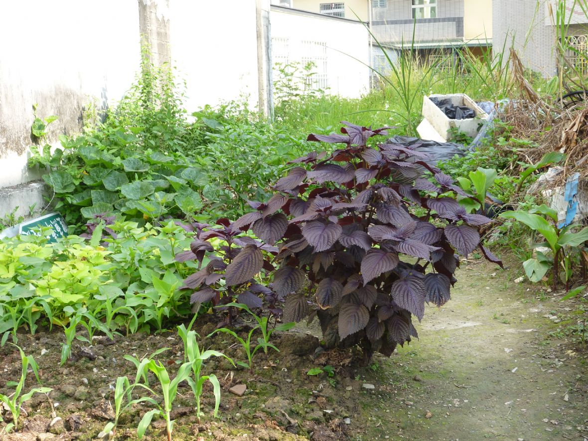 紫蘇具有特殊的香氣