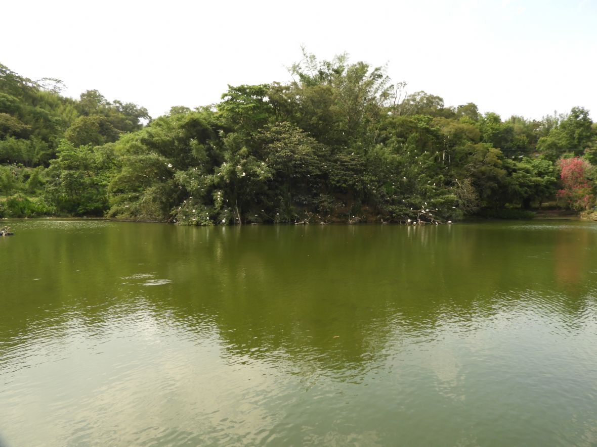  新峰里豆麥陂塘景色優美