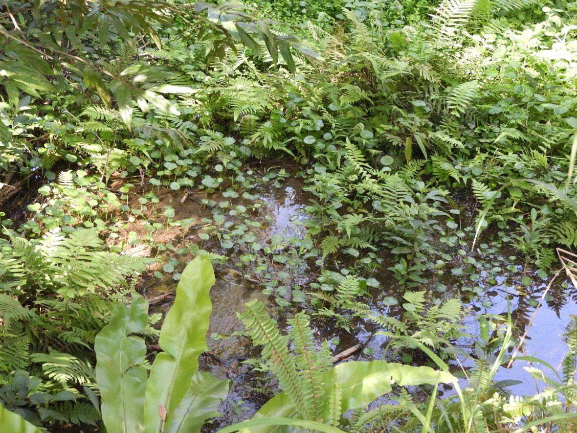 溪洲濕地的水生植物